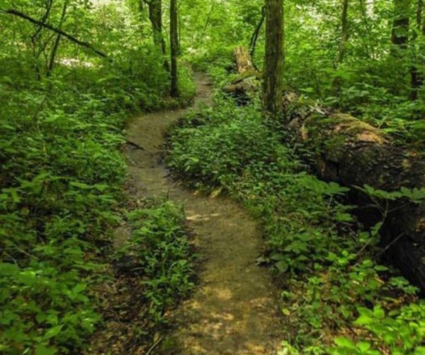 The healing power of nature
