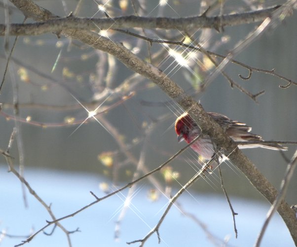 Embracing Winter's Wisdom: Nurturing Your Mental Health Amidst the Chill